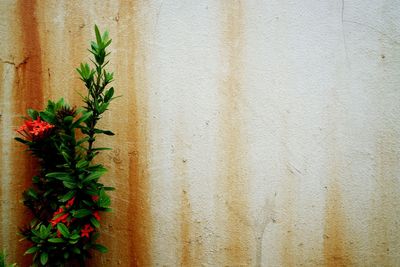 Close-up of potted plant against wall