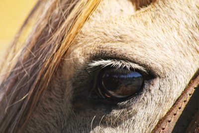 Close-up of horse eye