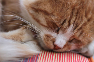 Close-up of cat sleeping