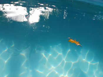 A dry orange leaf floating on the water