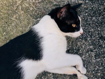 Close-up portrait of cat