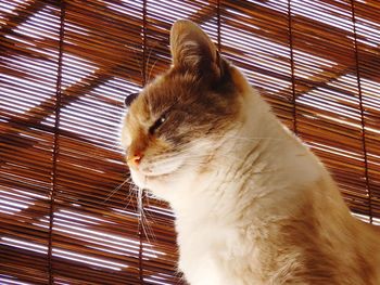 Close-up of a cat looking away