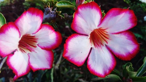 Close-up of pink flower