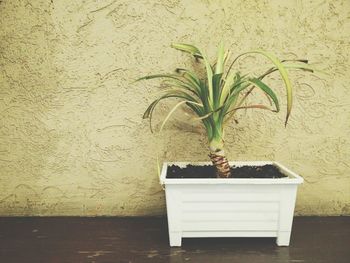 Potted plants on wall
