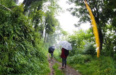 Rear view of man walking on footpath in forest