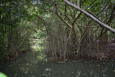 Trees in forest