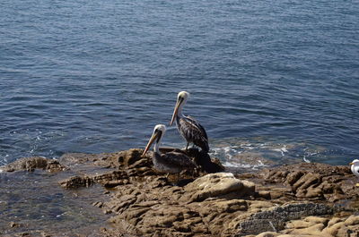 Bird on rock at beach