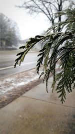 Close-up of wet pine tree during winter