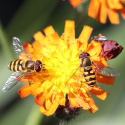 Close-up of bee pollinating on flower