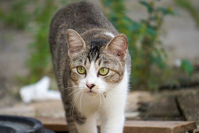 Close-up portrait of cat