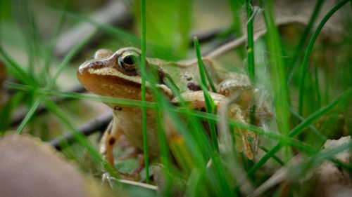 Close-up of frog on field