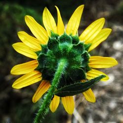 Close-up of yellow flower