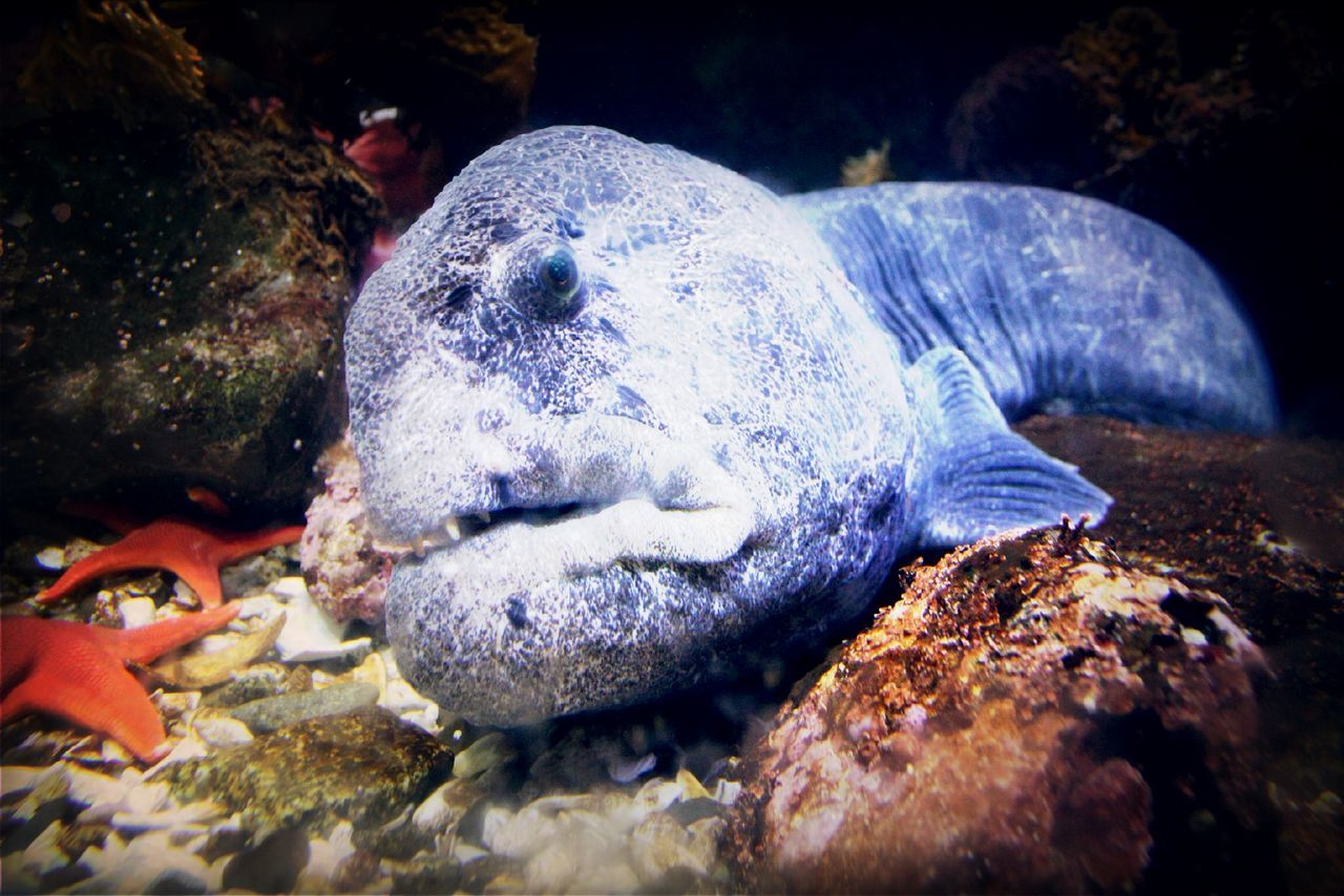 Marine EcoTours Victoria BC