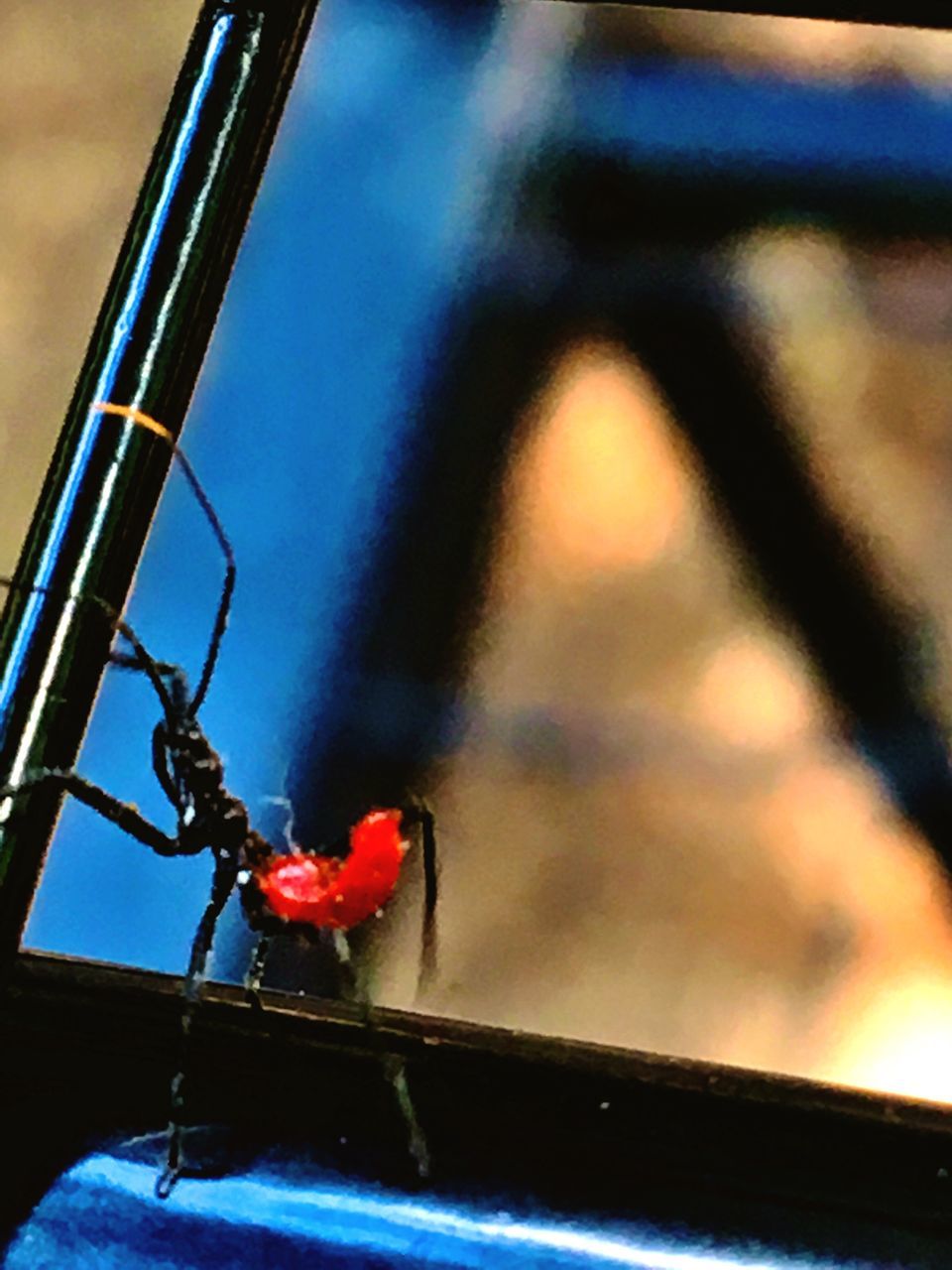 red, no people, close-up, focus on foreground, insect, animals in the wild, outdoors, day, nature, animal themes, ladybug