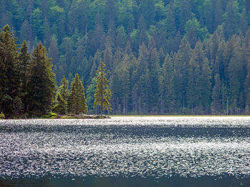 Pine trees by lake in forest during autumn