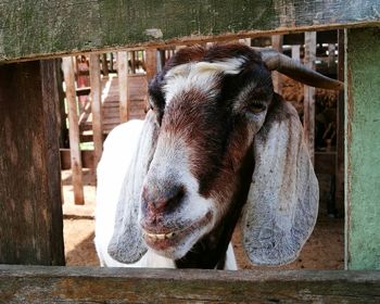 Portrait of cow standing outdoors