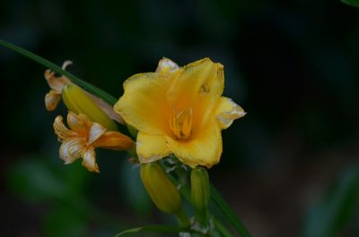 Close-up of yellow flower