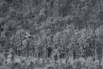 Scenic view of forest