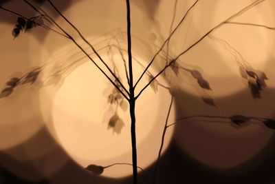 Low angle view of silhouette plants against sky at sunset