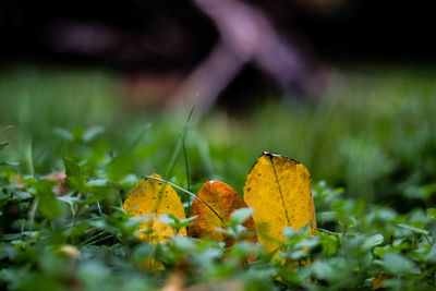 Close-up of butterfly on leaf