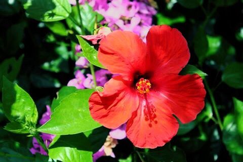 flower, petal, freshness, flower head, fragility, growth, beauty in nature, blooming, close-up, nature, focus on foreground, plant, red, pollen, stamen, hibiscus, in bloom, single flower, leaf, park - man made space