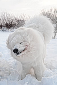 Close-up of a dog on snow field