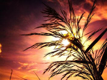 Low angle view of silhouette palm tree against dramatic sky