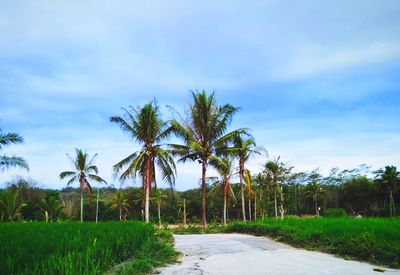 Palm trees on field against sky