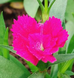 Close-up of wet pink flower