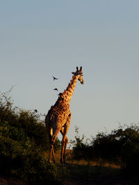 View of giraffe on field against sky