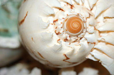 Close-up of white rose flower