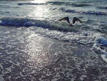 View of birds on beach