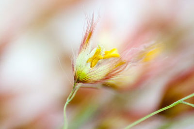 Macro shot of flower