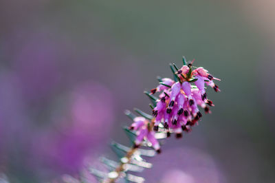 Close-up of insect on purple flower