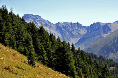 Scenic view of pine trees and mountains against sky