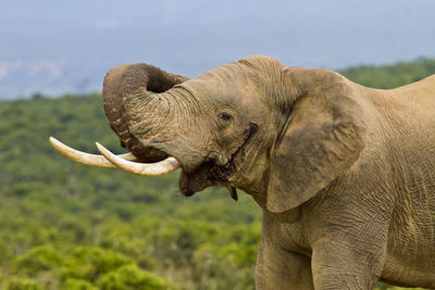 Close-up of elephant