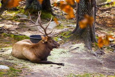 Deer in forest