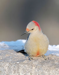 Close-up of bird perching on rock