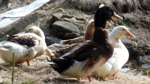 Ducks in water