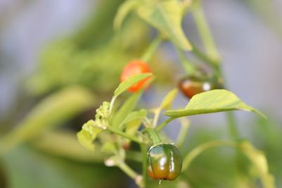 Close-up of fresh green plant