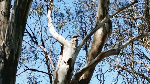 Low angle view of bird on branch