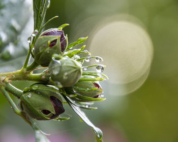 Close-up of plant