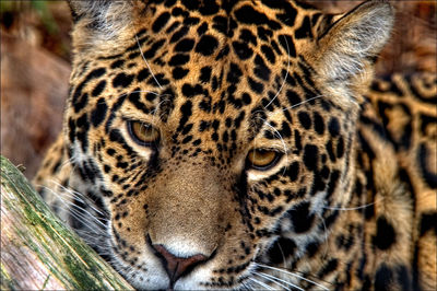 Close-up portrait of a jaguar
