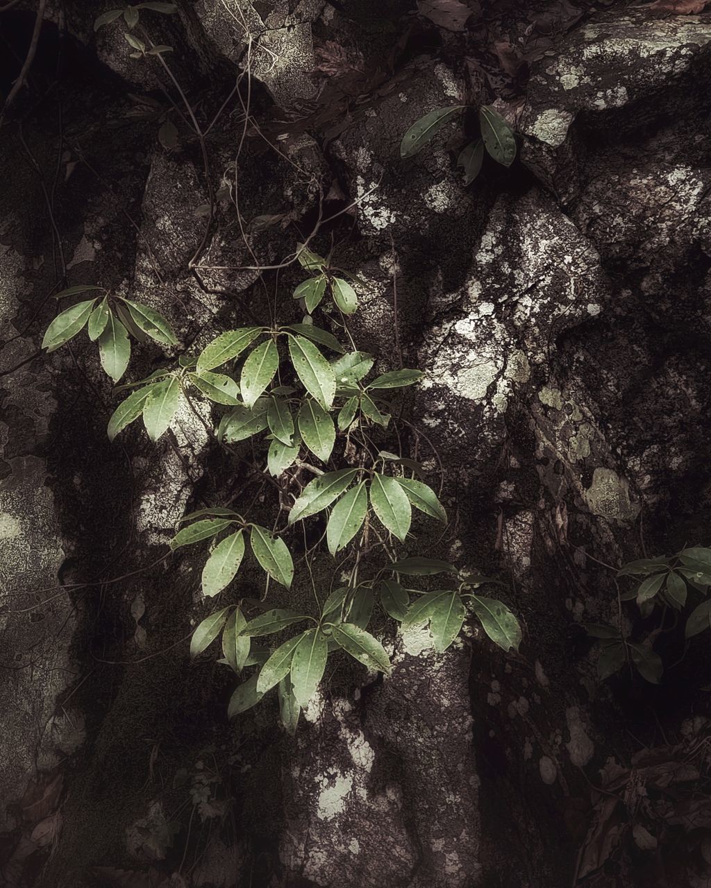 CLOSE-UP OF IVY ON ROCK