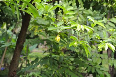 Close-up of leaves on tree