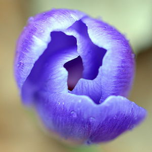 Close-up of flower