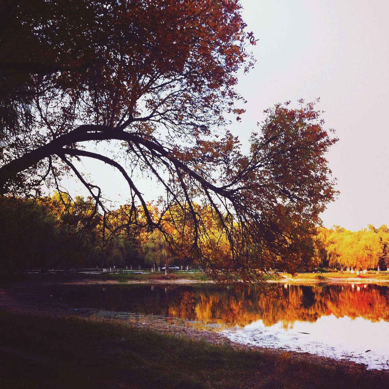 tree, water, autumn, reflection, tranquility, tranquil scene, lake, scenics, beauty in nature, change, nature, season, waterfront, orange color, clear sky, idyllic, growth, non-urban scene, forest, river