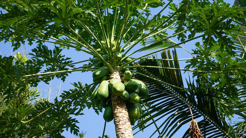 Close up of green papaya fruit on the tree