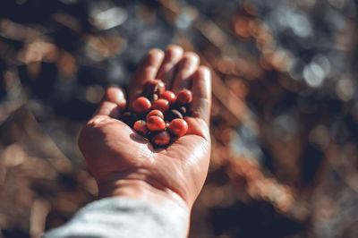 Cropped hand of man holding berries
