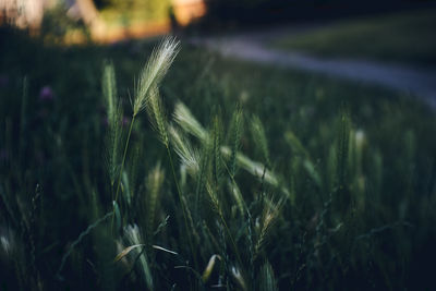 Close-up of wheat growing on field